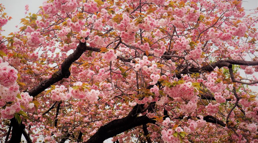 Spring in Japan