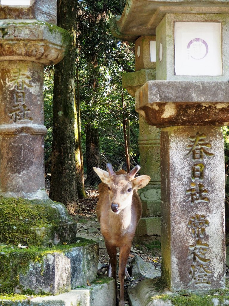 Nara Park